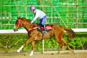 澳門今晚開特馬四不像圖，澳門特馬四不像圖今晚開獎(jiǎng)結(jié)果